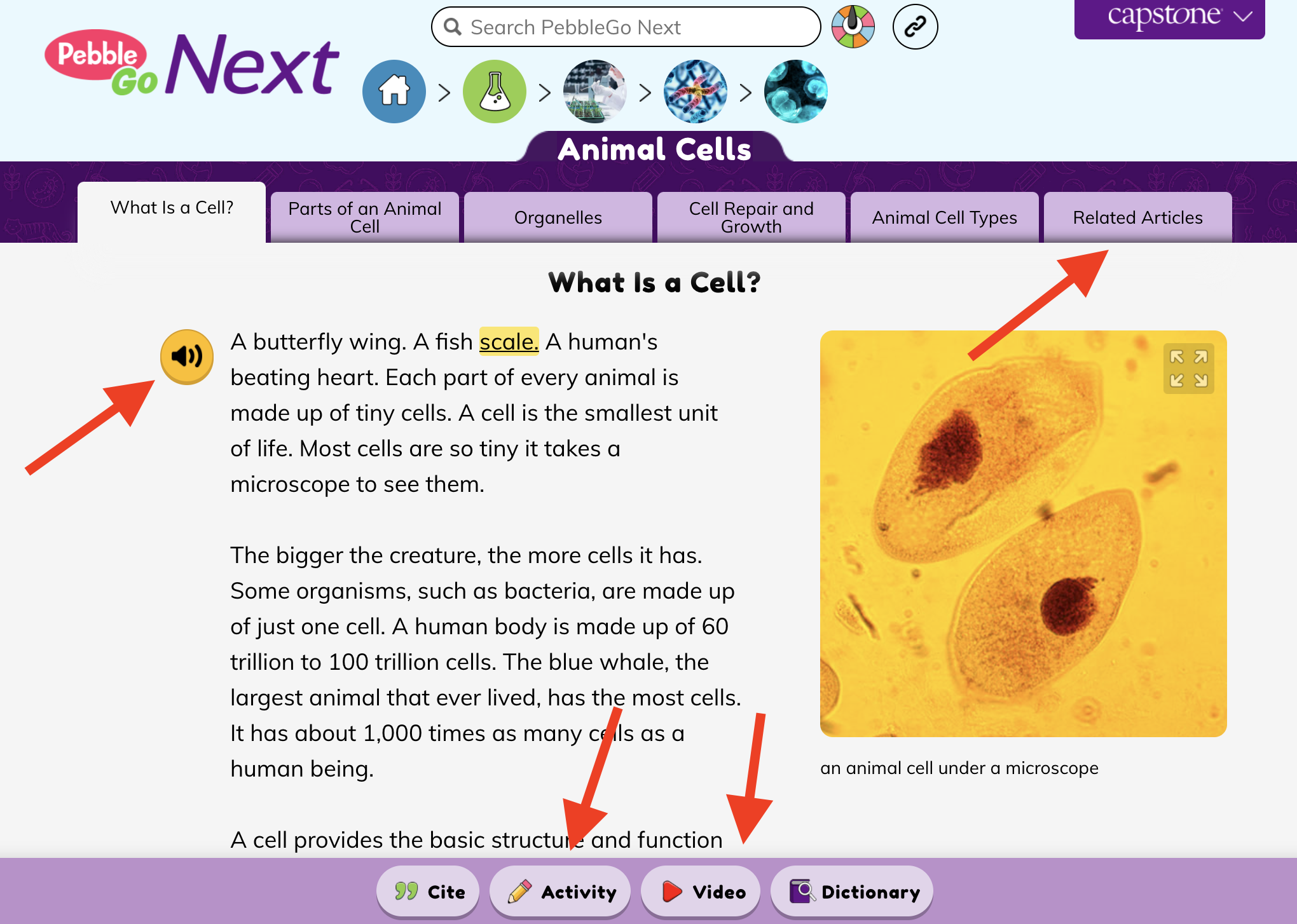 Quality Instructional Materials from INFOhio: PebbleGo Next